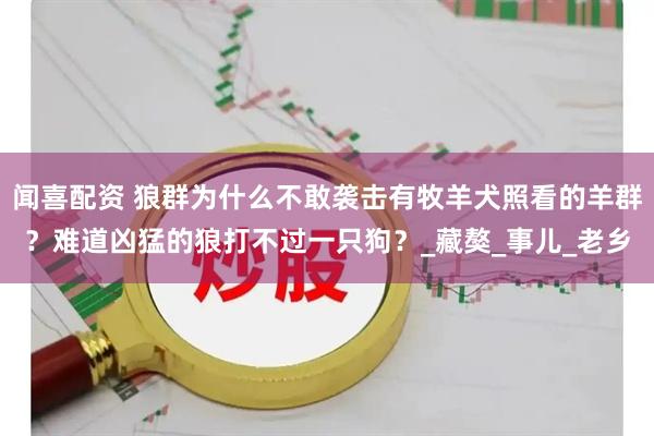 闻喜配资 狼群为什么不敢袭击有牧羊犬照看的羊群？难道凶猛的狼打不过一只狗？_藏獒_事儿_老乡